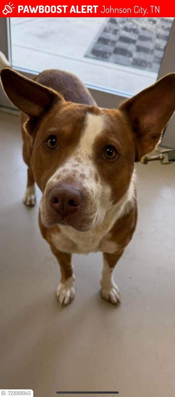 Lost Male Dog last seen Southwest ave., Johnson City, TN 37604