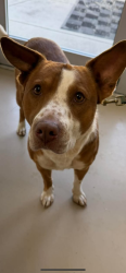 Lost Male Dog last seen Southwest ave., Johnson City, TN 37604