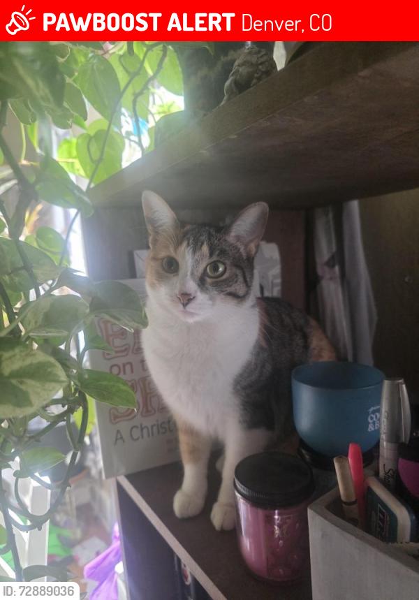 Lost Female Cat last seen Near Locust St Denver,  Co 80220, Denver, CO 80220