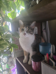 Lost Female Cat last seen Near Locust St Denver,  Co 80220, Denver, CO 80220