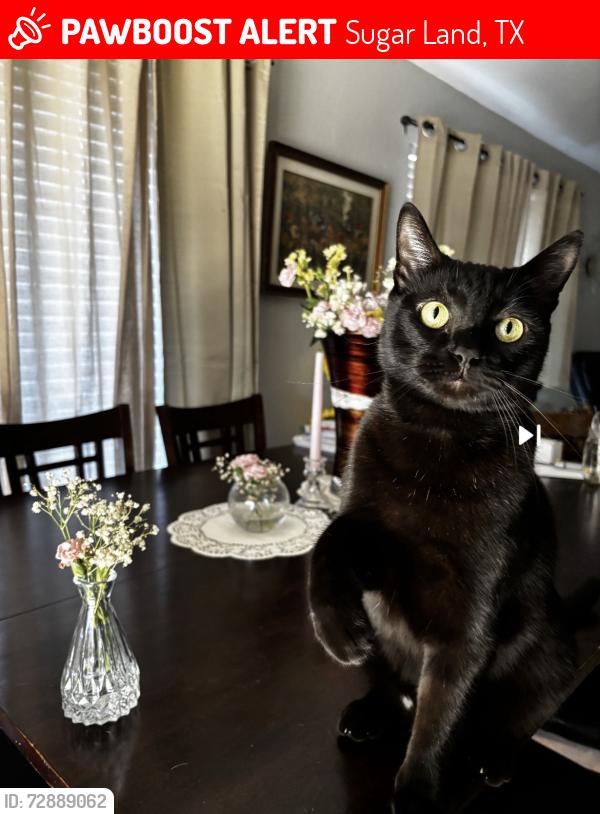 Lost Male Cat last seen Enchanted Circle East , Sugar Land Texas, Sugar Land, TX 77498