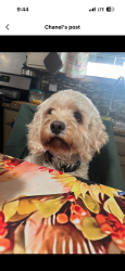 Reunited Male Dog last seen Route 164 Portage, PA 15946, Portage, PA 15946