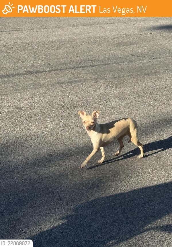 Found/Stray Female Dog last seen Blue diamond and El Capitan, Las Vegas, NV 89178