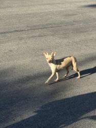 Found/Stray Female Dog last seen Blue diamond and El Capitan, Las Vegas, NV 89178