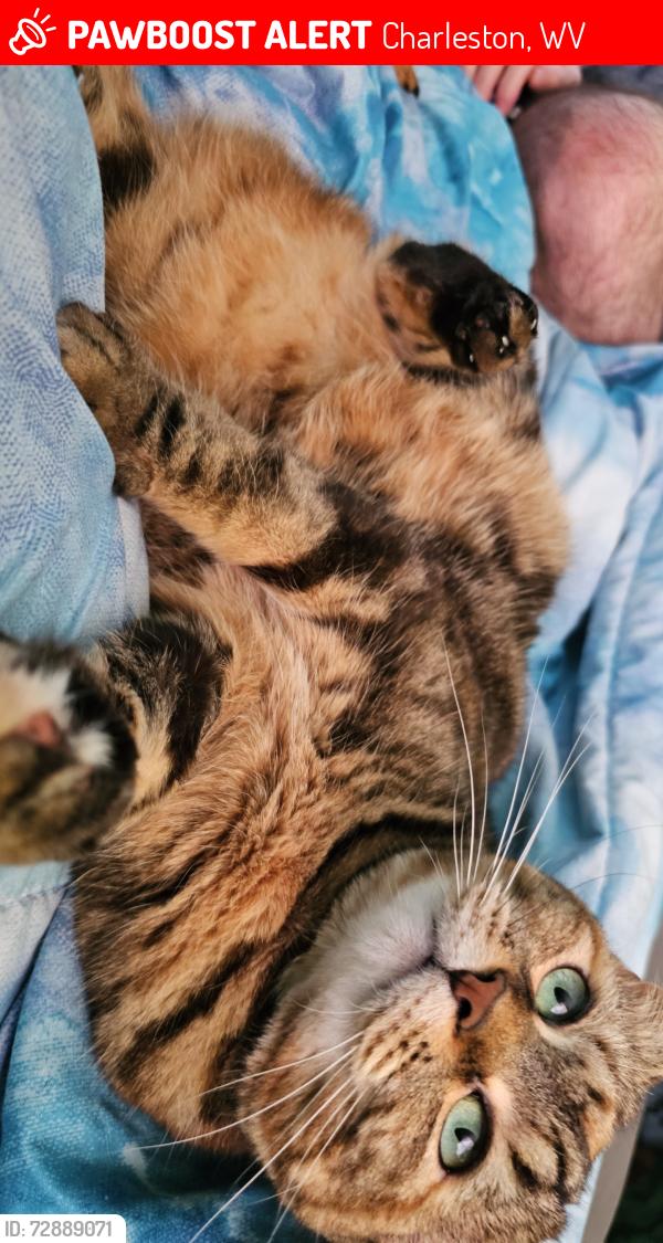 Lost Female Cat last seen Livingston Ave and Red Oak St, Charleston, WV 25387