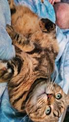 Lost Female Cat last seen Livingston Ave and Red Oak St, Charleston, WV 25387