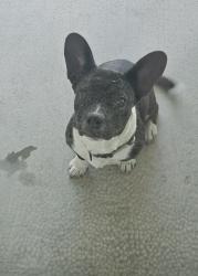 Found/Stray Female Dog last seen Polk and Cornelia , Fresno, CA 93722