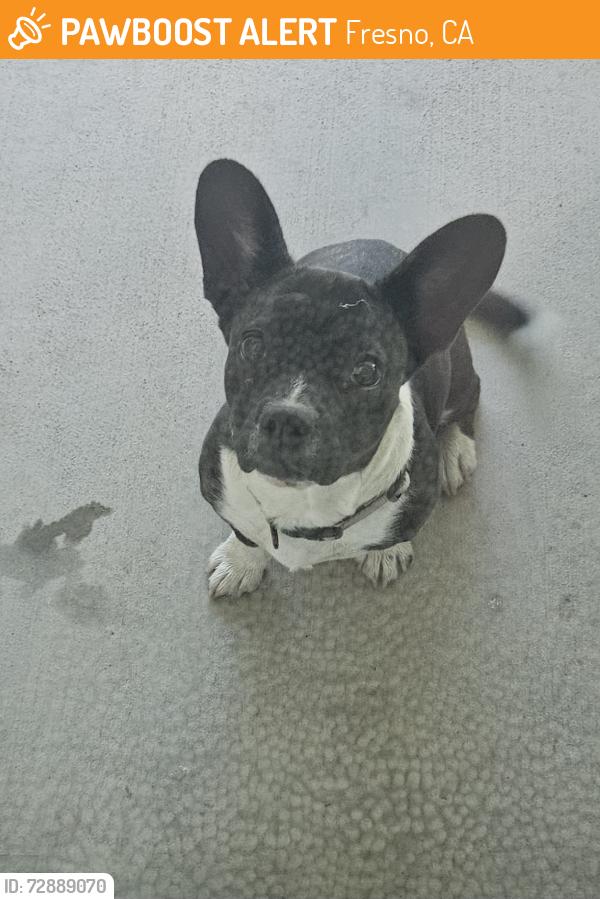 Found/Stray Female Dog last seen Polk and Cornelia , Fresno, CA 93722