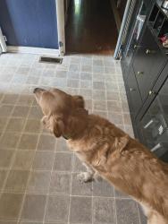 Reunited Female Dog last seen Ashley drive and Huntington parkway, Nashville, TN 37211