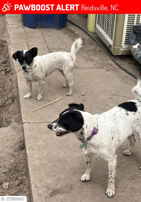 Lost Female Dog last seen Maple and Piedmont, Reidsville, NC 27320