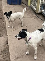 Lost Female Dog last seen Maple and Piedmont, Reidsville, NC 27320