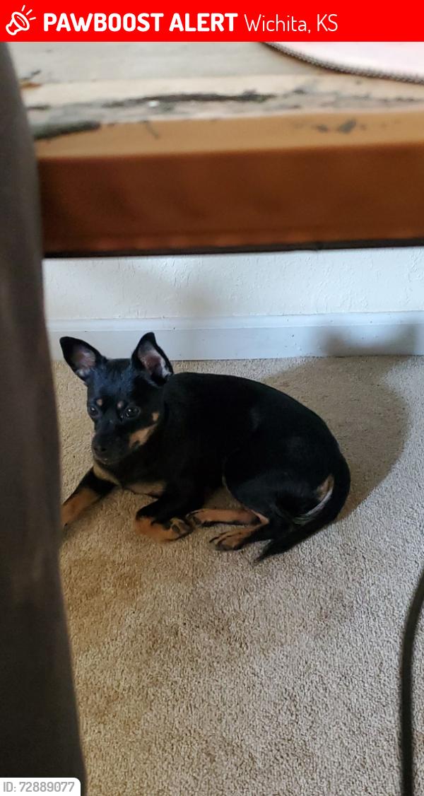 Lost Female Dog last seen Hudraulic and wassall, Wichita, KS 67216