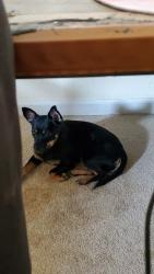 Lost Female Dog last seen Hudraulic and wassall, Wichita, KS 67216