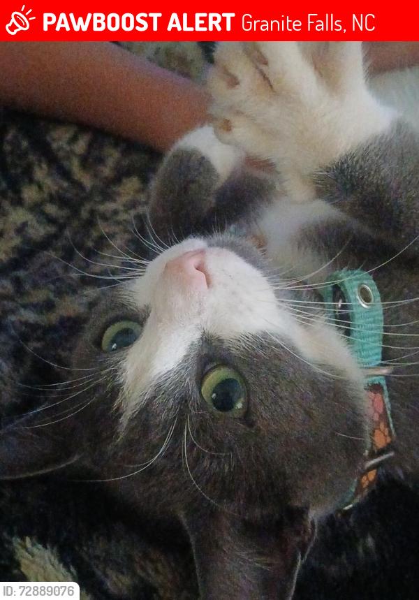 Lost Male Cat last seen Sheetz and star bucks granite falls, Granite Falls, NC 28630
