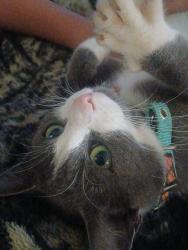 Lost Male Cat last seen Sheetz and star bucks granite falls, Granite Falls, NC 28630