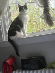 Lost Male Cat last seen Harvest fare Harford-Echodale , Baltimore, MD 21214