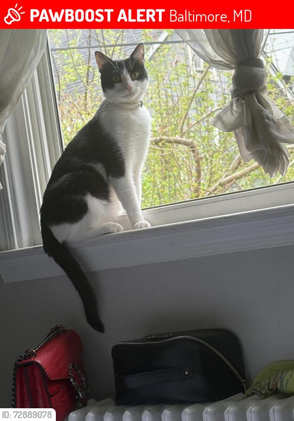 Lost Male Cat last seen Harvest fare Harford-Echodale , Baltimore, MD 21214