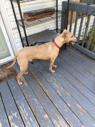 Found/Stray Male Dog last seen Doubs chapel road , Seven Lakes, NC 27376