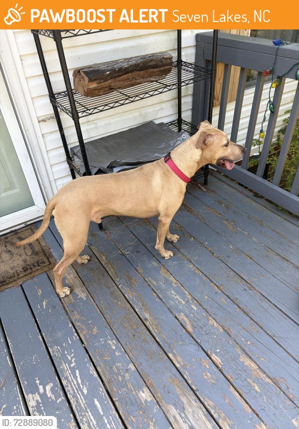 Found/Stray Male Dog last seen Doubs chapel road , Seven Lakes, NC 27376
