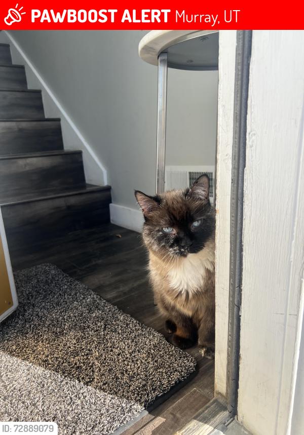 Lost Female Cat last seen Near west 5600 south, Murray, UT 84123