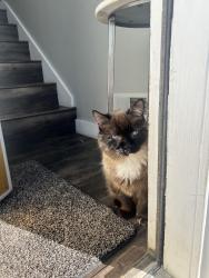 Lost Female Cat last seen Near west 5600 south, Murray, UT 84123