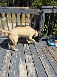 Found/Stray Female Dog last seen Off Doubs chapel road, Seven Lakes, NC 27376