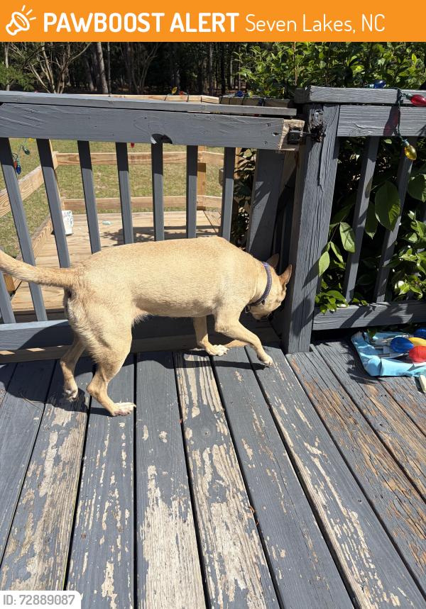 Found/Stray Female Dog last seen Off Doubs chapel road, Seven Lakes, NC 27376