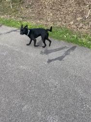 Found/Stray Unknown Dog last seen On the sheepskin Trail by the railroad tracks across from the country club, South Union Township, PA 15401