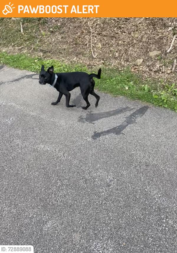 Found/Stray Unknown Dog last seen On the sheepskin Trail by the railroad tracks across from the country club, South Union Township, PA 15401