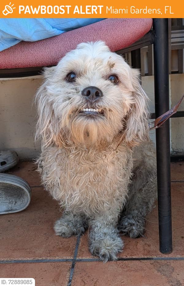 Found/Stray Male Dog last seen 28th avenue NW 191st street near Aldi's , Miami Gardens, FL 33056