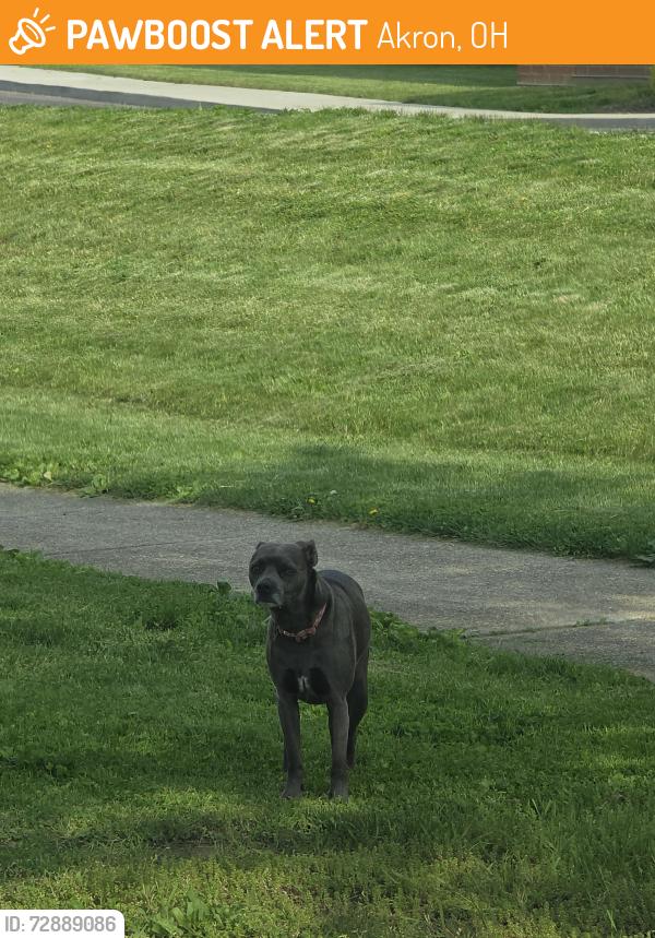 Found/Stray Unknown Dog last seen Back of Garfield CLC firestone, Akron, OH 44301