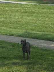 Found/Stray Unknown Dog last seen Back of Garfield CLC firestone, Akron, OH 44301