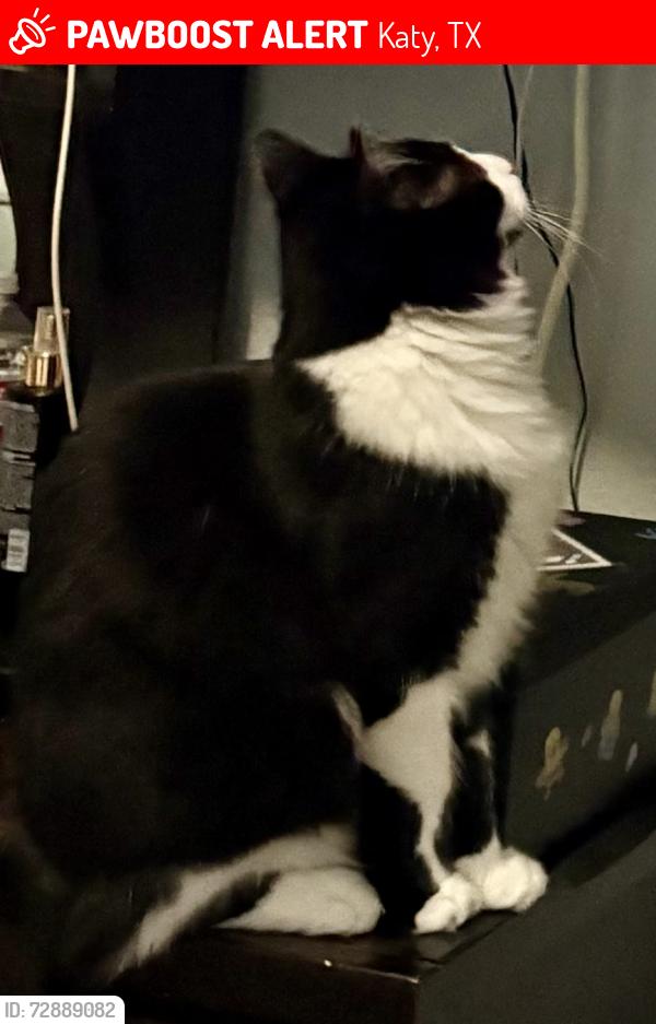 Lost Male Cat last seen Redbud, Katy, TX 77449