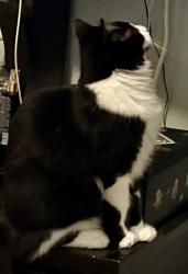 Lost Male Cat last seen Redbud, Katy, TX 77449