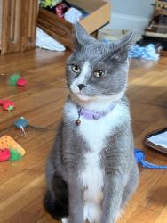 Lost Female Cat last seen Lawrence and Kenmore, Chicago, IL 60640