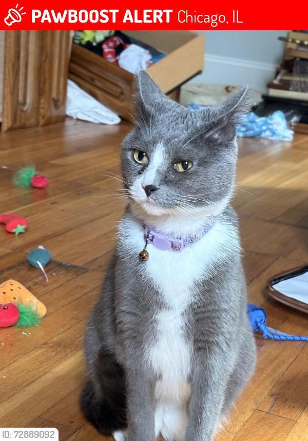 Lost Female Cat last seen Lawrence and Kenmore, Chicago, IL 60640