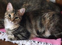Lost Female Cat last seen Shakopee, Shakopee, MN 55379