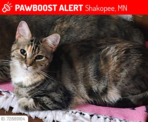 Lost Female Cat last seen Shakopee, Shakopee, MN 55379