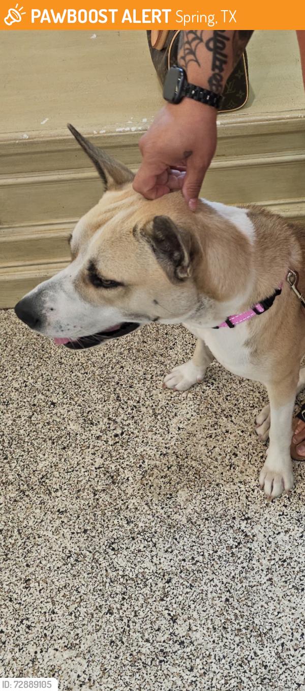 Found/Stray Female Dog last seen Kuykendal, Spring, TX 77373