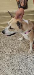 Found/Stray Female Dog last seen Kuykendal, Spring, TX 77373