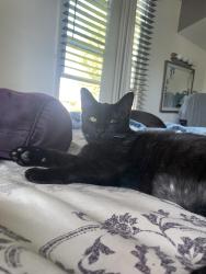 Lost Female Cat last seen Cortez /Citrus Ave, West Covina, CA 91791