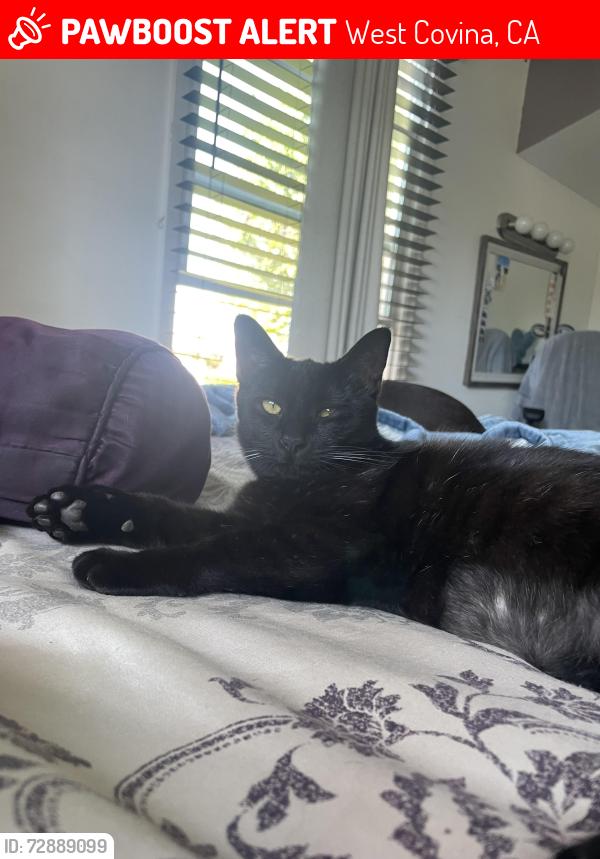 Lost Female Cat last seen Cortez /Citrus Ave, West Covina, CA 91791