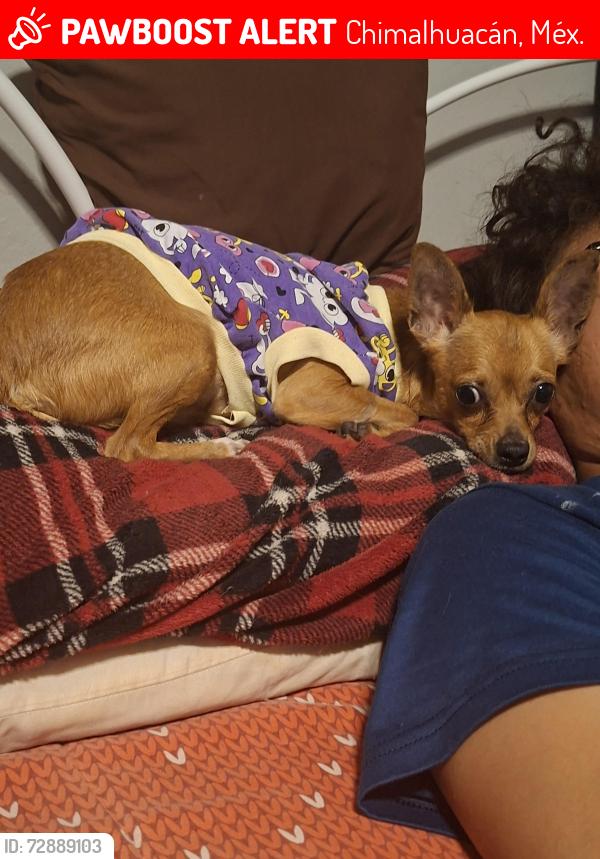 Lost Female Dog last seen Av. Altamirano  y Calle teyoquilma altamirao , Chimalhuacán, Méx. 56334