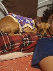 Lost Female Dog last seen Av. Altamirano  y Calle teyoquilma altamirao , Chimalhuacán, Méx. 56334