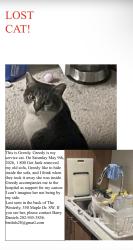 Lost Female Cat last seen By the Safeway, Washington, DC 20024