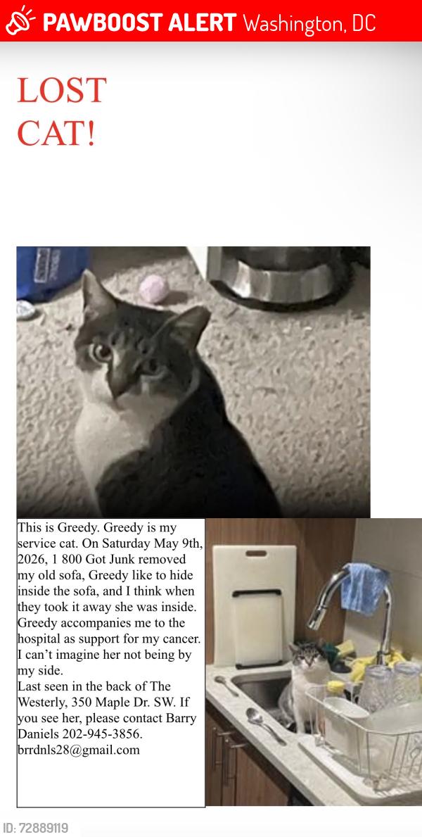 Lost Female Cat last seen By the Safeway, Washington, DC 20024