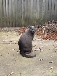 Reunited Male Cat last seen 15th and Fitzwater, Philadelphia, PA 19146