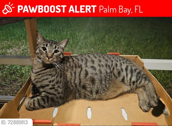 Lost Male Cat last seen Riviera Drive, Near Riviera Elem School 32905, Palm Bay, FL 32905