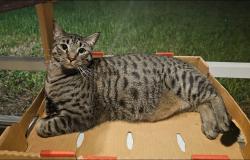 Lost Male Cat last seen Riviera Drive, Near Riviera Elem School 32905, Palm Bay, FL 32905