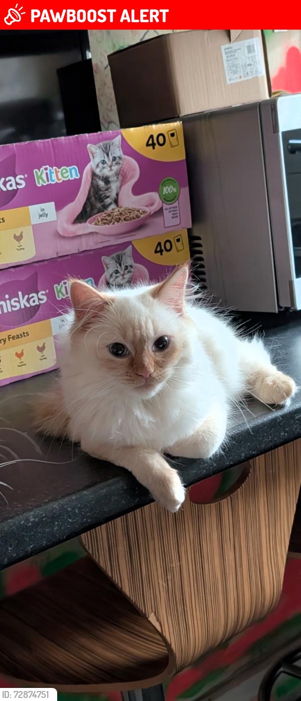 Lost Female Cat last seen Halifax road Albert royde street roundabout rochdale, Greater Manchester, England OL15 8DT